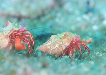 ゼブラホンヤドカリ