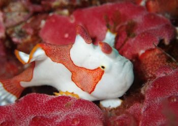 クマドリカエルアンコウ