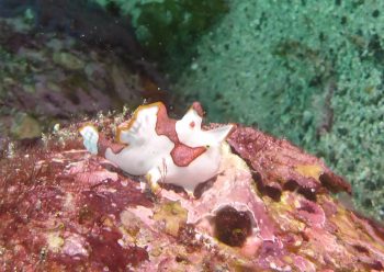 クマドリカエルアンコウ