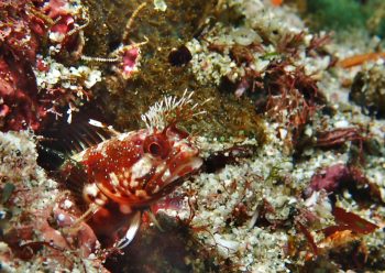 チシオコケギンポ