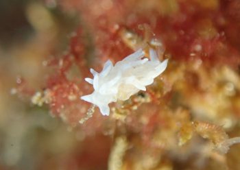 シロイバラウミウシ