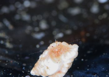 ネジレヤドカリ属