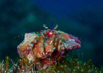 テブクロイトヒキヤドカリ