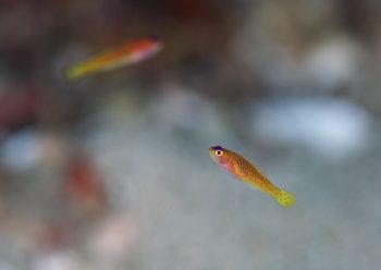 ダイトクベニハゼ