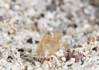 サンゴヒメエビ