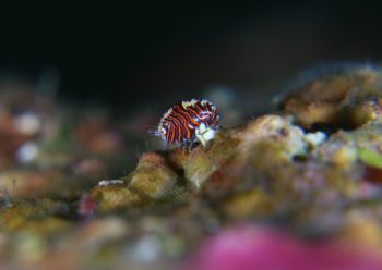 スベヨコエビＳＰ