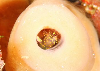 キイロテンテンエビ