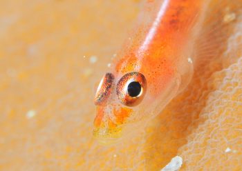 アカスジウミタケハゼ