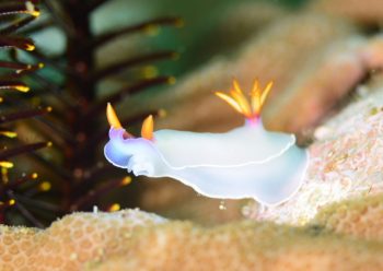 ゾウゲイロウミウシ