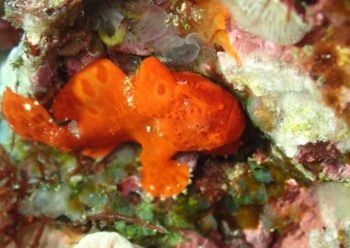 イロカエルアンコウ