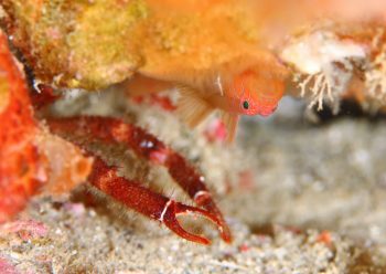 イレズミハゼ属の一種