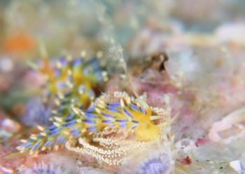 フジエラミノウミウシ