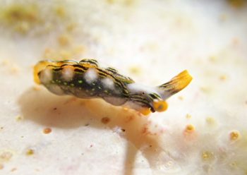 ハナミドリガイ