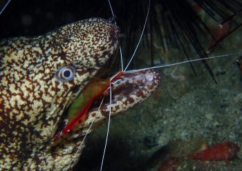 アカシマシラヒゲエビ