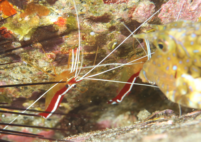 アカシマシラヒゲエビ