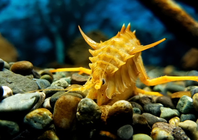 アカントガンマルス