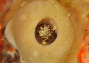 カイメンカクレエビＳＰ