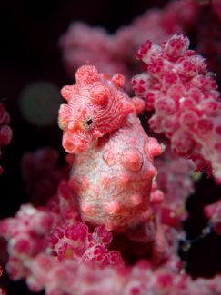 ピグミーシーホース