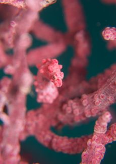 ピグミーシーホース