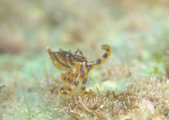 ヒョウモンダコ