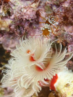 イソギンチャクモエビ