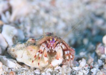 ディオゲネス・ドロテアエ