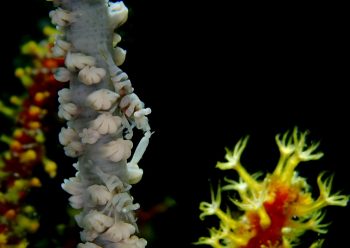 ムチカラマツエビ