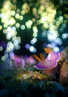 フジイロウミウシ