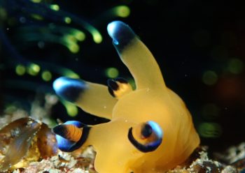 ウデフリツノザヤウミウシ