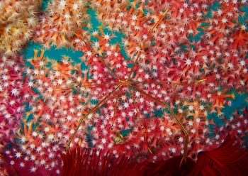 オルトマンワラエビ