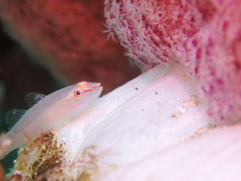 スケロクウミタケハゼ