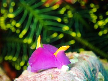 ムラサキウミコチョウ