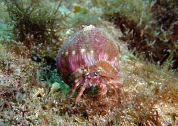 ソメンヤドカリ