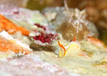 シラタマウミコチョウ