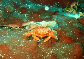 アカゲカイカムリ