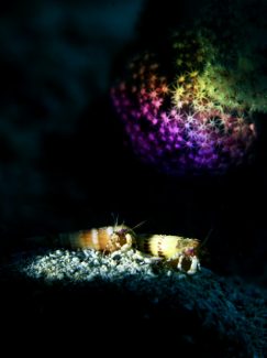 ディオゲネス・ドロテアエ