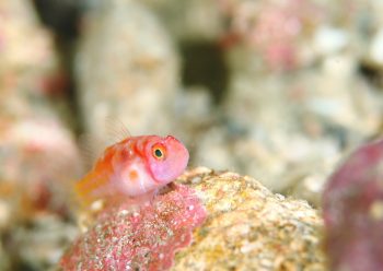 カタボシニシキベニハゼ