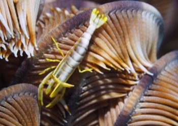 ラオメネス・ティグリス