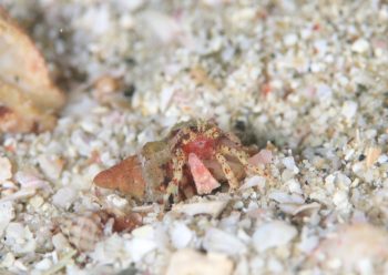 ホウセキホンヤドカリ