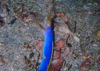 ハナヒゲウツボ