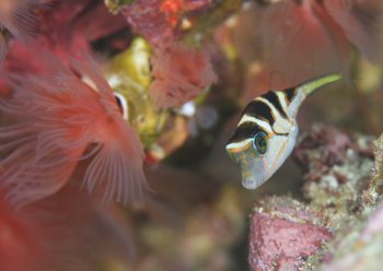 ハナキンチャクフグ