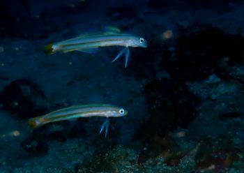 スジクロユリハゼ