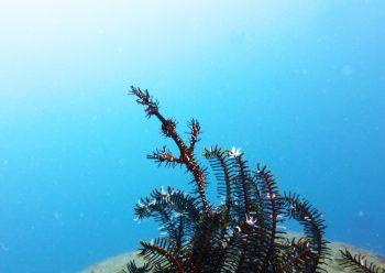 ニシキフウライウオ