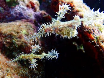 ニシキフウライウオ