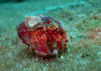 ベニホンヤドカリ