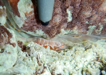 ワライヤドリエビ