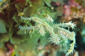 ニシキフウライウオ