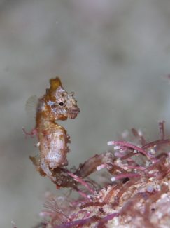 ハチジョウタツ