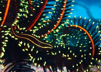 ウミシダウバウオ