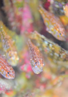 イナズマヒカリイシモチ